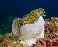 Heteractis magnifica (Magnificent Sea Anemone)