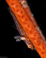 Cardiodectes asper (Spiral Copepod)