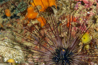 Diadema setosum (Black Longspine Sea Urchin)