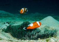 Heteractis crispa (Sebae Anemone)