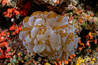 Plerogyra sinuosa (Pearl Bubble Coral)
