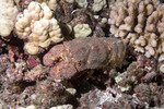 Invertebrates