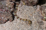 Synaptidae