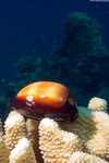 Cypraeidae