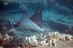 Neoselachii
