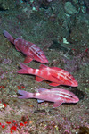 Mullidae