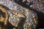 Rockfishes