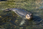 Mammals