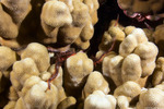 Brittle Stars