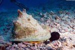 Tonnoidea