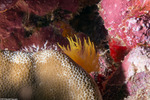 Dendrophylliidae
