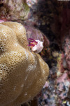 Hermit Crabs