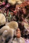 Scyllaridae
