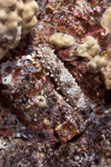 Echinodermata
