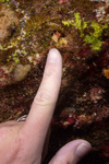 Hermit Crabs