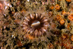 Corals