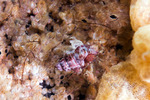 Alpheoidea