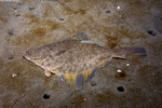 Flatfishes