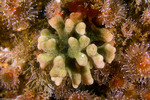 Bryozoans
