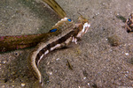 Blennies