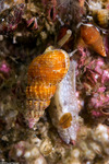 Nassarius