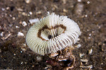 Acromegalomma