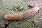 Echiuroidea