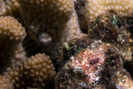 Haminoeidae