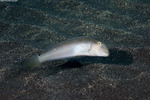 Cymolutes