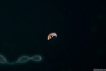 Arthropods