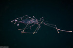 Achelata