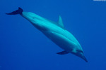 Mammals