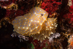Discodorididae