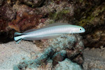 Malacanthus