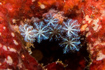 Corals