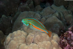 Stethojulis