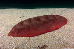 Chitons