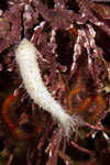 Dendrochirotida