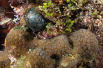 Pocilloporidae