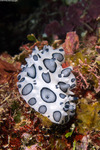 Nudibranchs