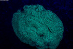 Stony Corals