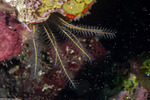 Feather Stars