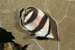 Butterflyfishes