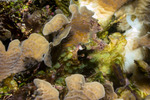 Symplegma