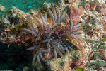 Anemones