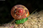 Turbininae