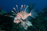 Lionfishes