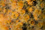 Corals