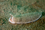 Cladobranchia