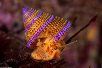 Calliostoma